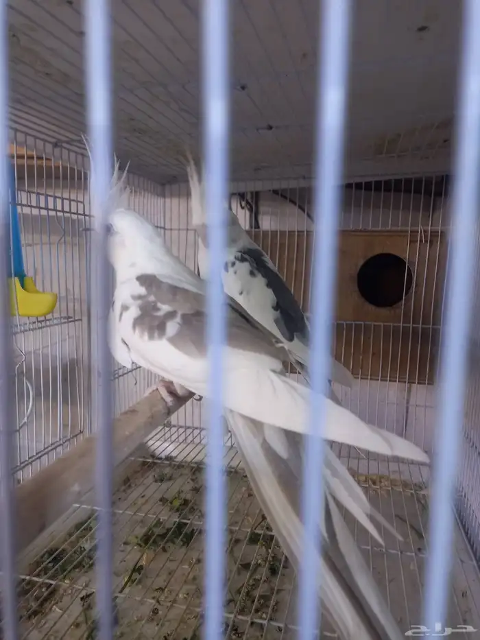 زوج كروان هولندي جرم ولون ..فخم..تم الحجز 2