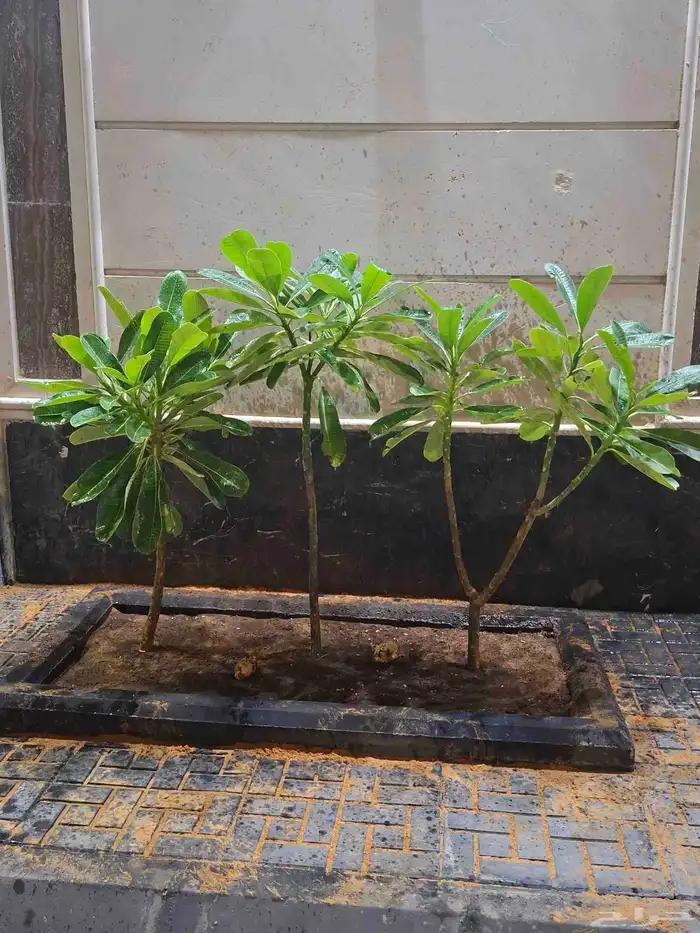 زرع طبيعي وشبكات ري 1