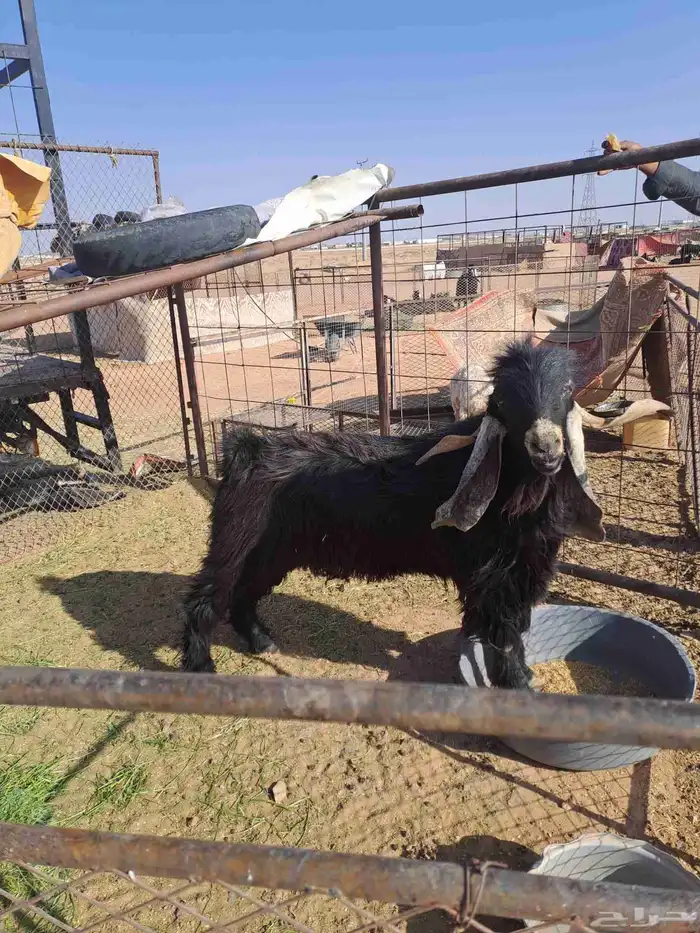 فحل عارضي صنف فاخرمعرف 1