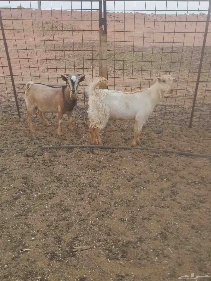 للبيع تيوس 5