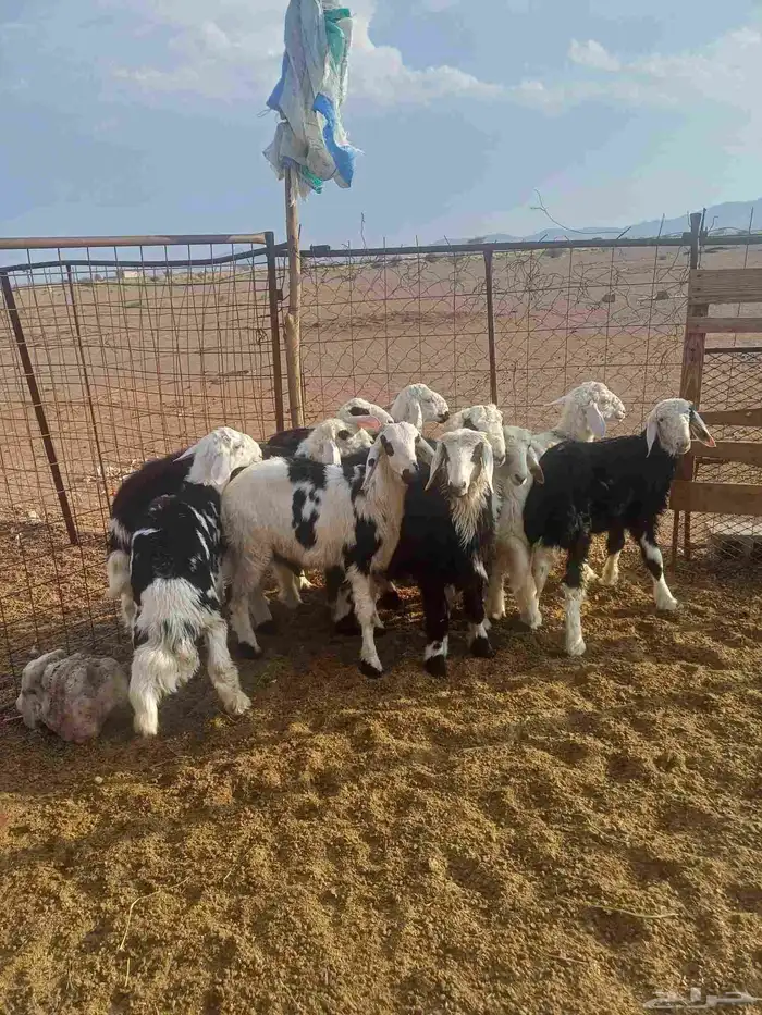 طليان للبيع 3