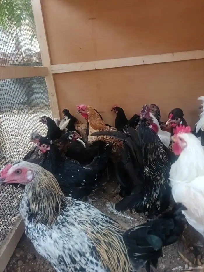 دجاج بلدي حساوي 5