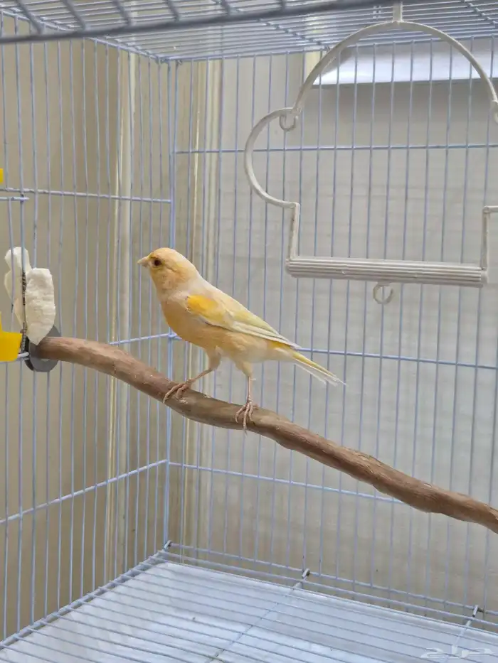 ذكر كناري طفره عيون حمر 5