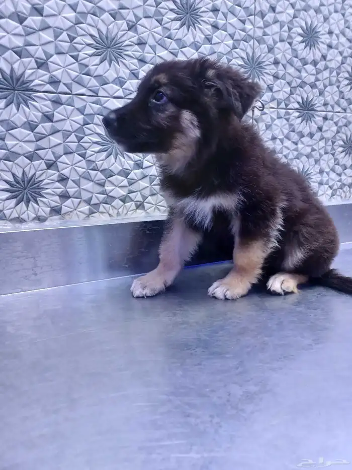 كلاب جرمل شبر 3