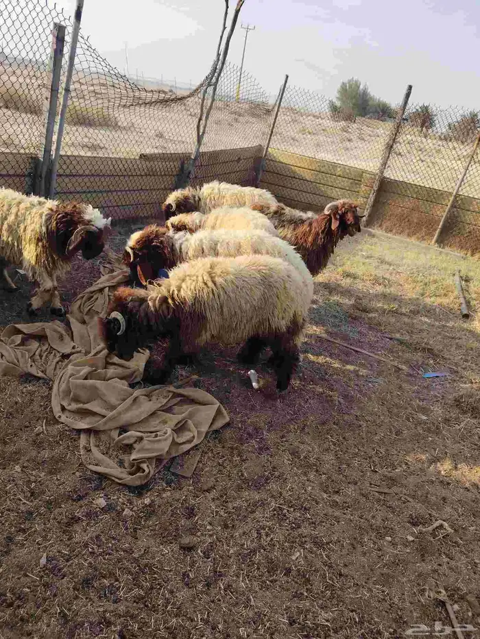 عداد 6 خرفان نعيم طيبه العمر من 8لي9 شهور. عداد 4 معزه 1