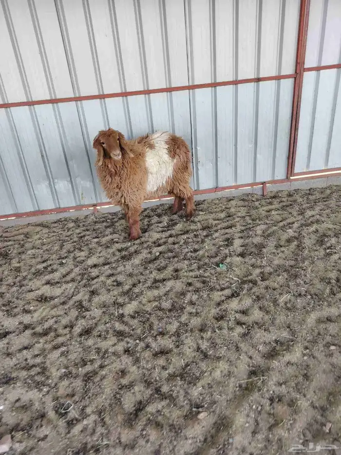 جذعه نعيميه طيبة 0