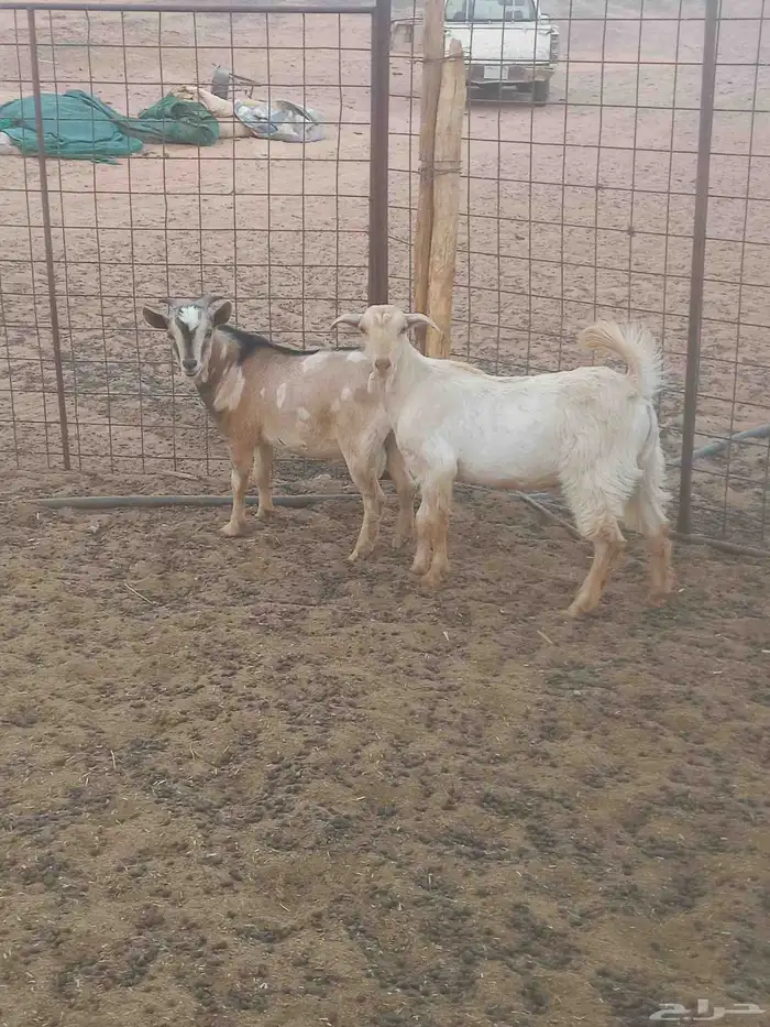 للبيع تيوس 2