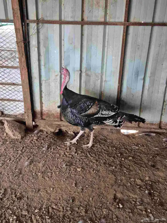 للبيع دجاج رومي العدد 5 13