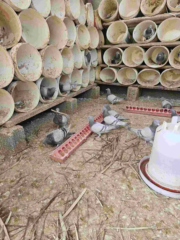 حمام سلفر حوالي 30 جوز او اكثر 2