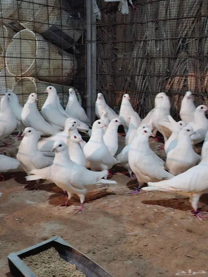 حمام فرنسي 5