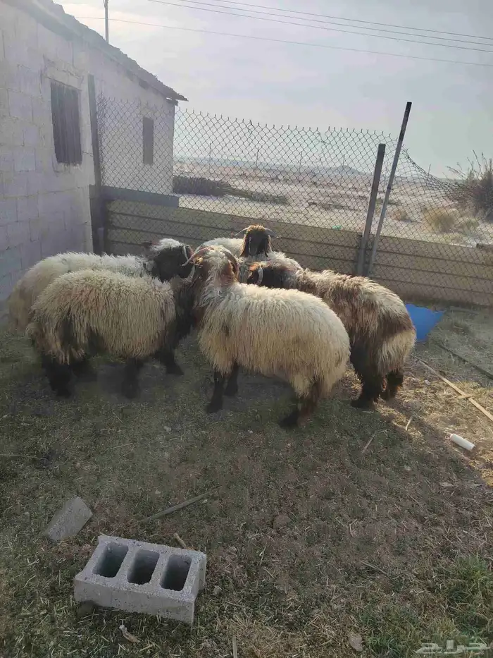 عداد 6 خرفان نعيم طيبه العمر من 8لي9 شهور. عداد 4 معزه 0