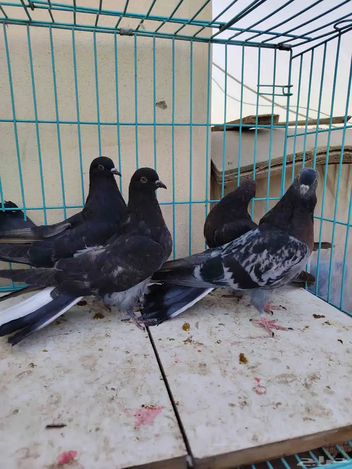 سكاي كتر الاوكراني 7