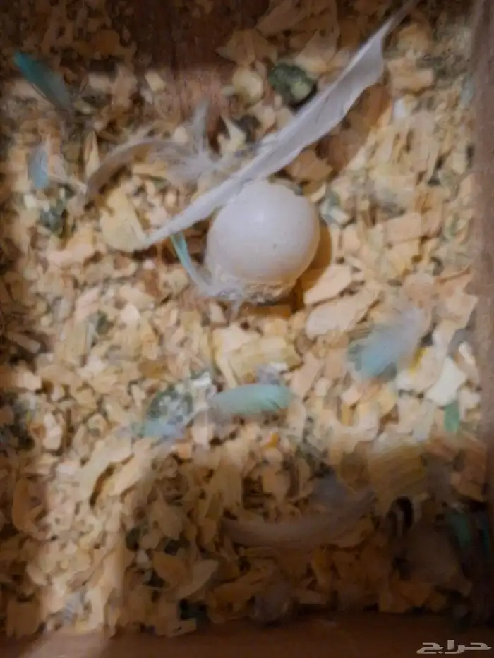 بادجي زوج منتج 7