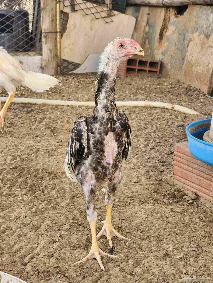 فروخ شامو ياباني 0