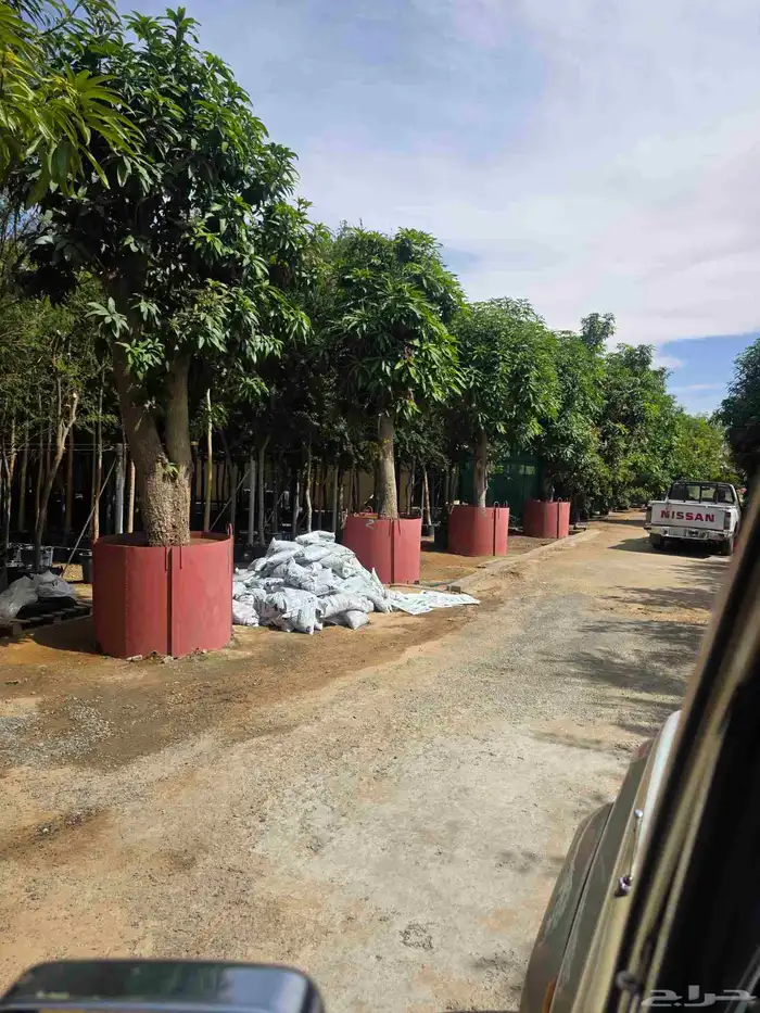 اشجار احجام كبيرة بأنواعها 10