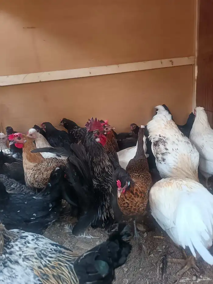 دجاج بلدي حساوي 3