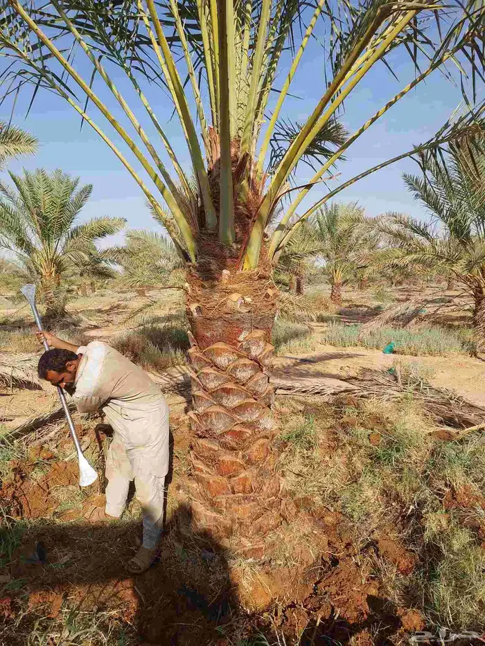 نخيل_مثمر_بجميع_انواعه_ومقاسته 1