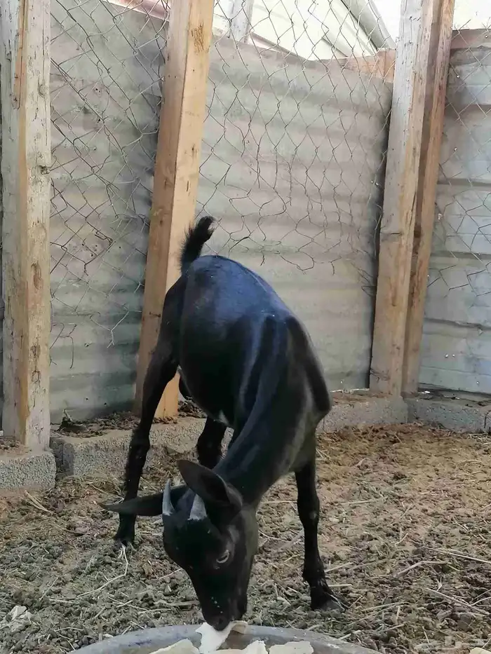 للبيع تيس طيب 1