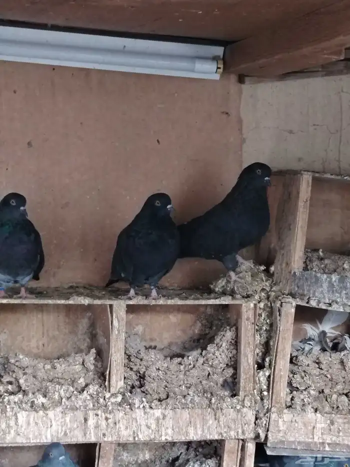 سكاي كتر الاوكراني 3