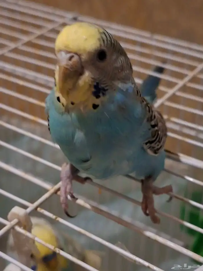 بادجي زوج منتج 2