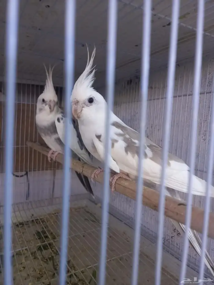 زوج كروان هولندي جرم ولون ..فخم..تم الحجز 1