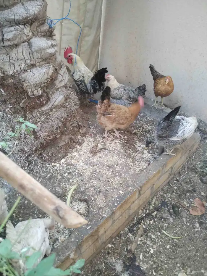 دجاج فيومى ودجاج حباحب جميعم بياض وديك فيومى 2