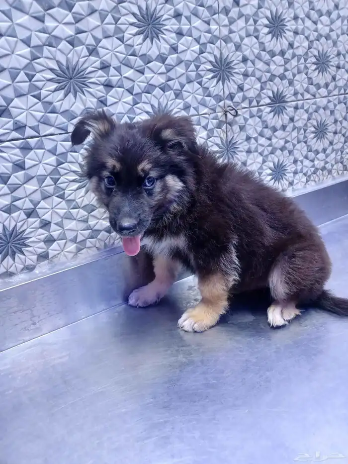 كلاب جرمل شبر 0