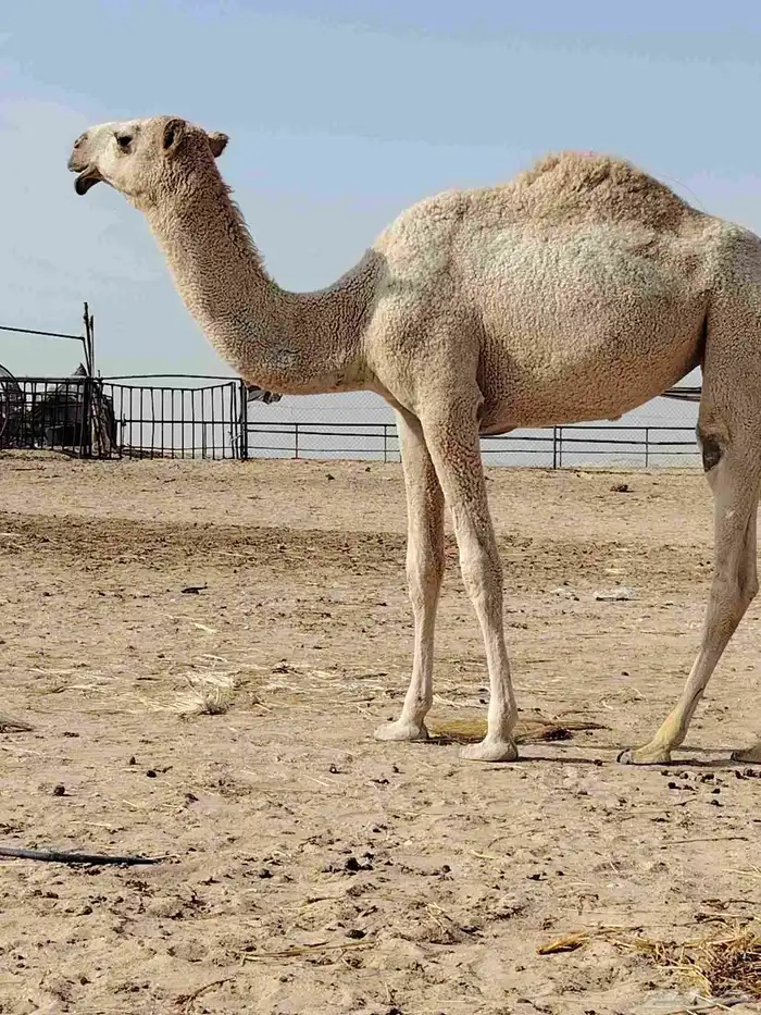 الله يزيد ويبارك 2 قعود 1بكره طيب 0