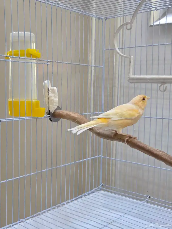 ذكر كناري طفره عيون حمر 6