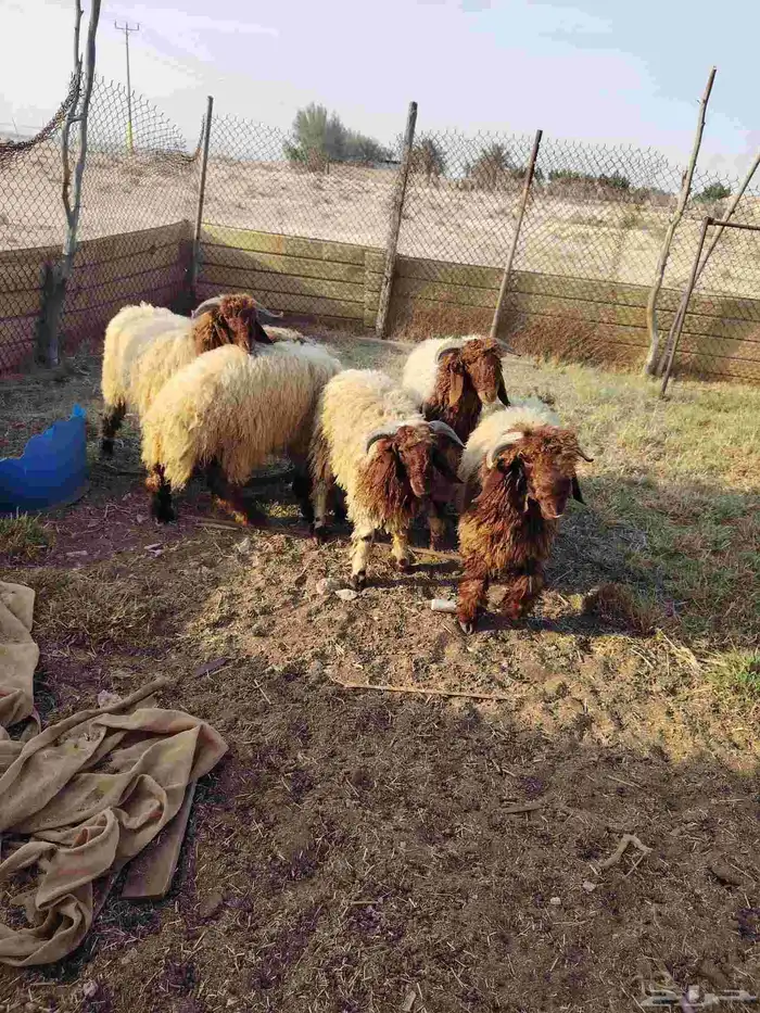 عداد 6 خرفان نعيم طيبه العمر من 8لي9 شهور. عداد 4 معزه 2