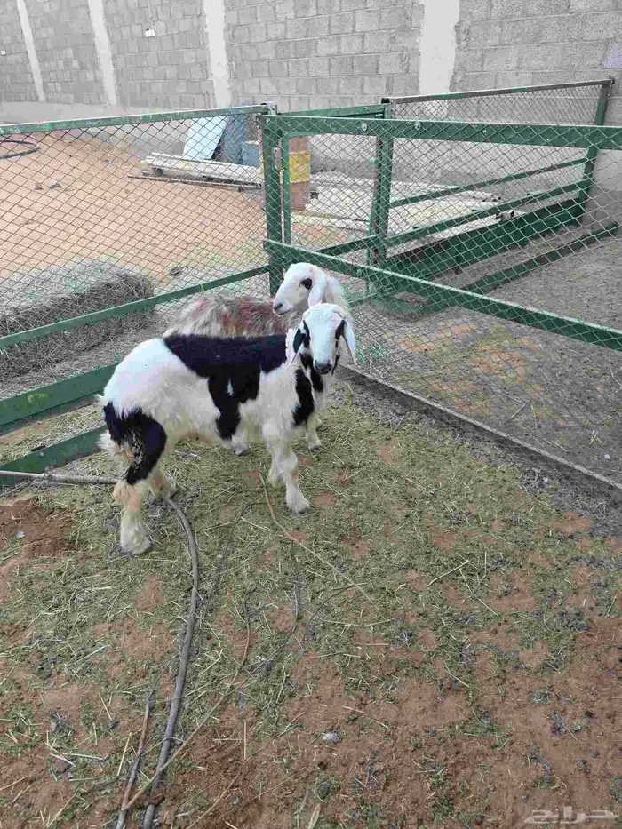 3 طليان نجد 5