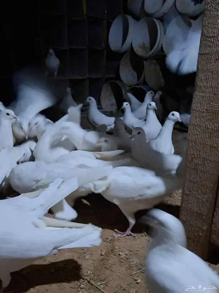 حمام فرنسي 1