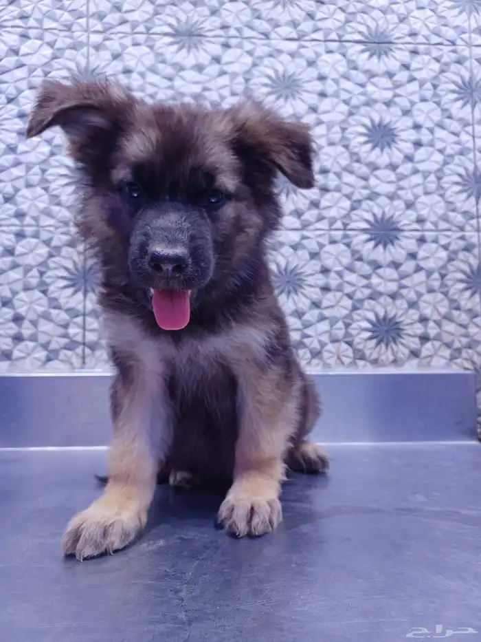 كلاب جرمل شبر 5