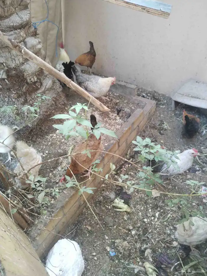 دجاج فيومى ودجاج حباحب جميعم بياض وديك فيومى 0