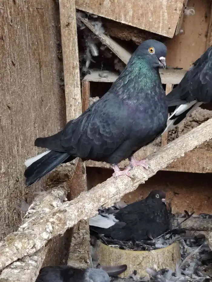 سكاي كتر الاوكراني 5