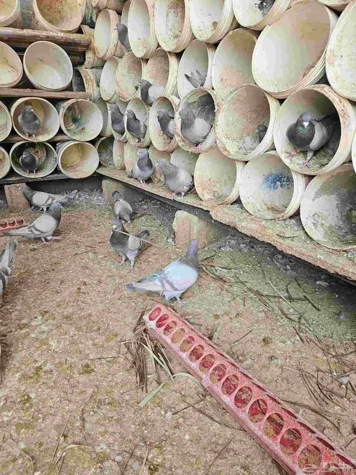 حمام سلفر حوالي 30 جوز او اكثر 0