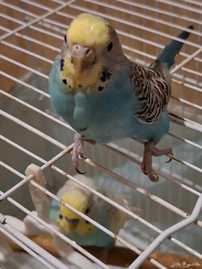 بادجي زوج منتج 0