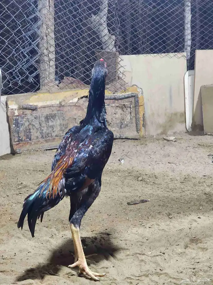 فروخ شامو ياباني 3