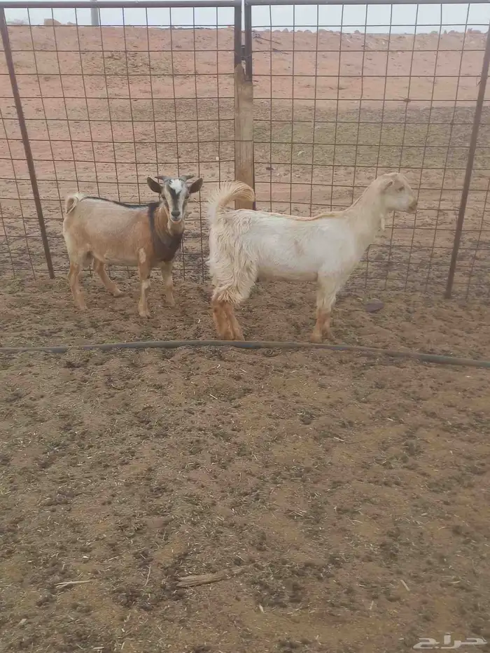 للبيع تيوس 3