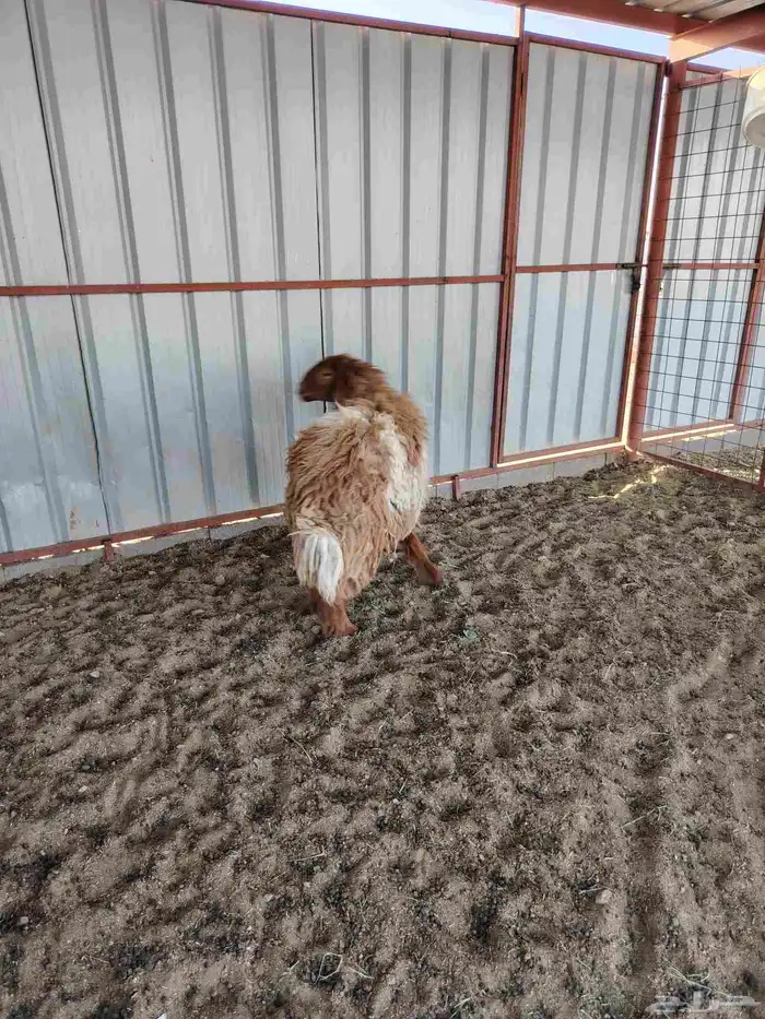 جذعه نعيميه طيبة 2