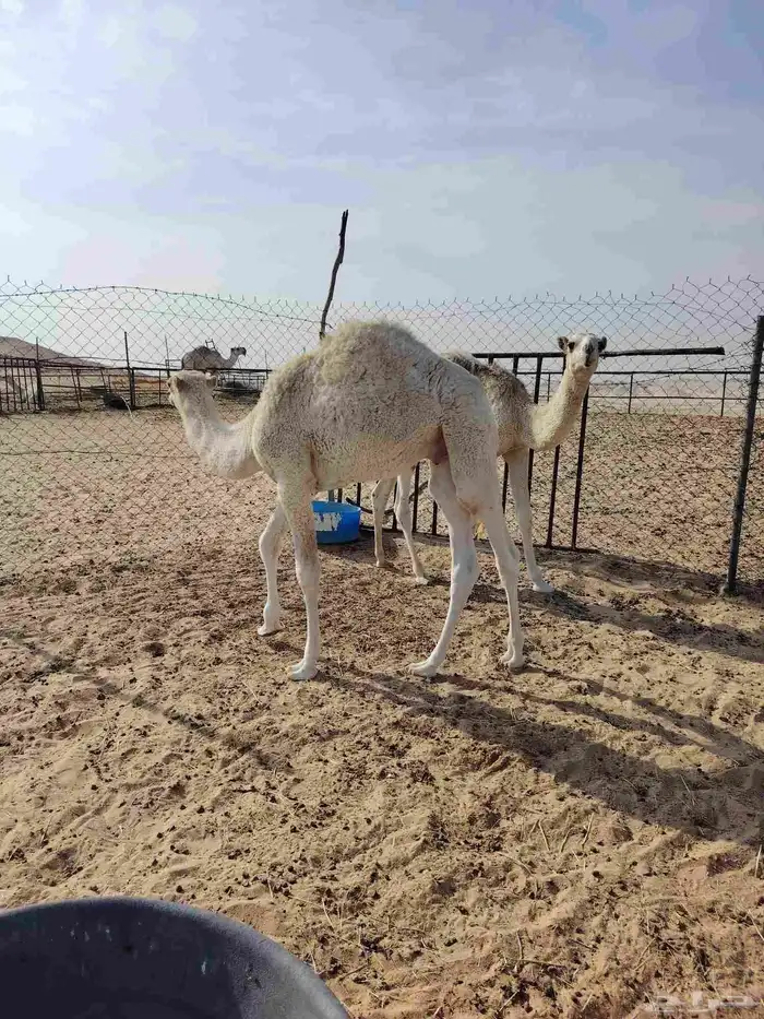 الله يزيد ويبارك 2 قعود 1بكره طيب 3