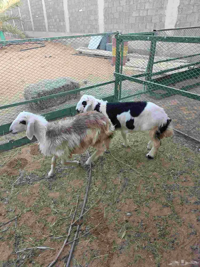 3 طليان نجد 2