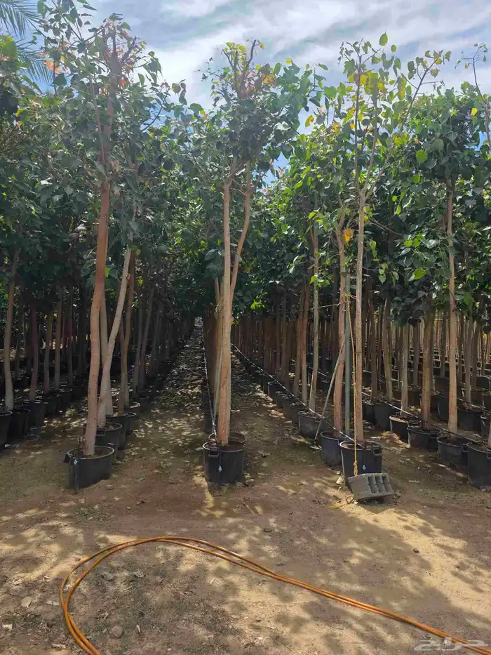 اشجار احجام كبيرة بأنواعها 0