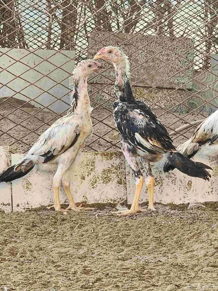 فروخ شامو ياباني 1