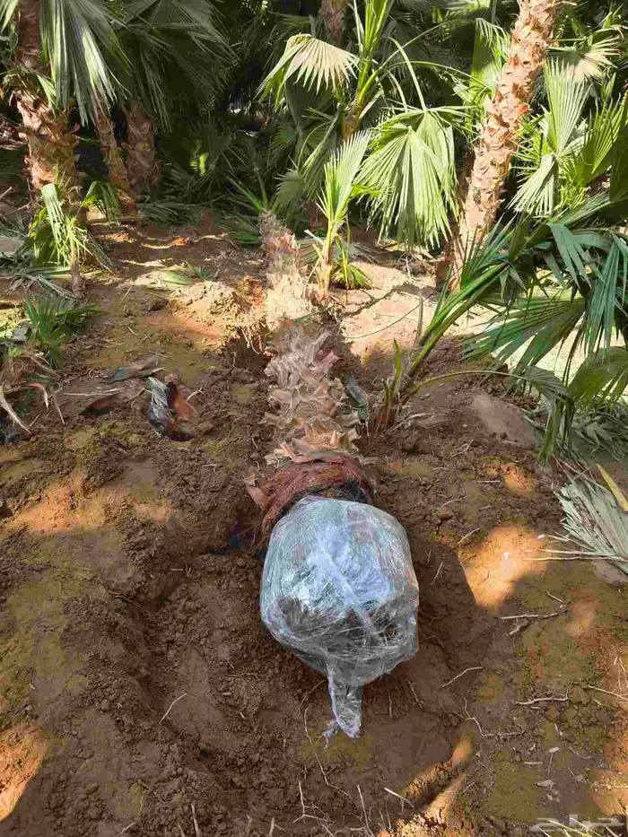 نخيل واشنطن 6