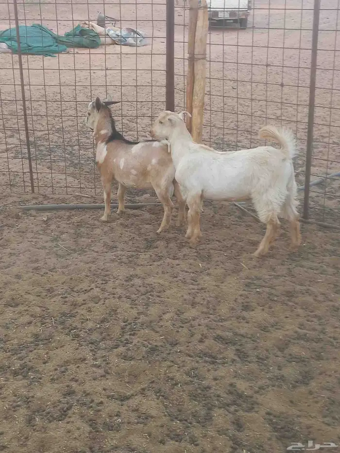 للبيع تيوس 1