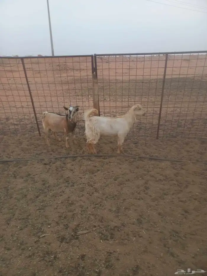 للبيع تيوس 0