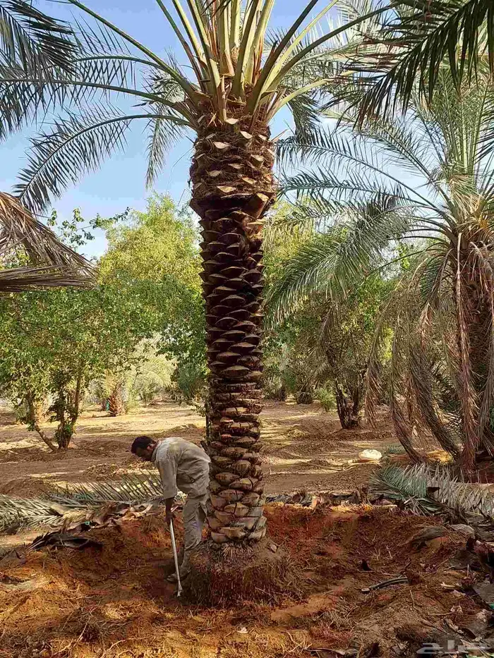 نخيل_مثمر_بجميع_انواعه_ومقاسته 5
