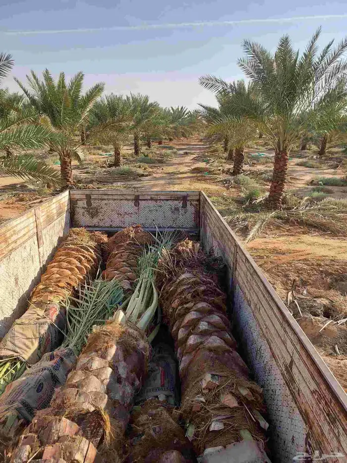 نخيل_مثمر_بجميع_انواعه_ومقاسته 3