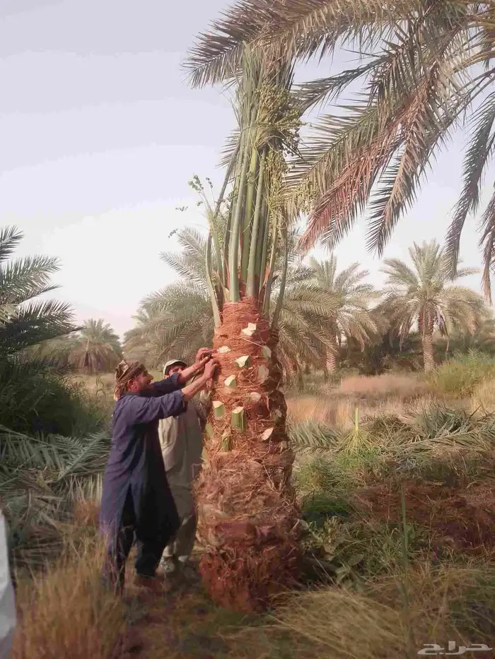 نخل للبيع مثمر خلاص سكري شيشي هلالي مجدول صقعي غر منيفي شهل 4